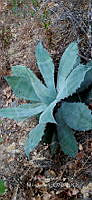 RG019 0132 Agave seemanniana.jpg