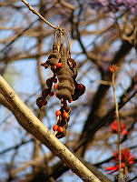 CGL0919 Erythrina americana.jpg