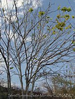 SHSM0046 Piscidia carthagenensis.jpg