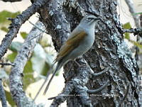 UR006 019 Myadestes occidentalis.jpg
