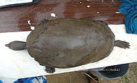 NE017 425 Dermatemys mawii.jpg