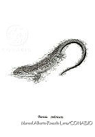 MARL0092 Barisia imbricata.jpg