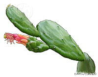 RR0012 Cochenillifera.jpg