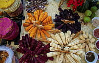 FBA0867 Zea mays.jpg