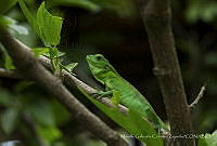 MGCZ01 Ctenosaura pectinata.jpg