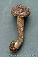AKL0052 Strobilomyces confusus.jpg