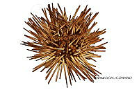 NE018 0918 Arbacia punctulata.jpg