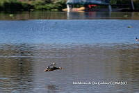 IMDOC3750 Anas diazi.jpg