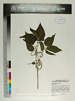 JAdNV0550 Acalypha schiedeana.JPG