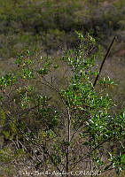 FBA0755 Paisaje en Mitla_1_1.jpg