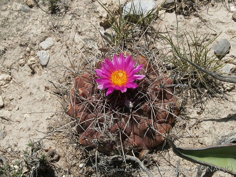 CGVM0575%20Thelocactus%20tulensis.jpg.nyex37D1MbVf71thQA3g0JtbmFja29CbnFuZ3NAbXJ6LGtwZwA.XT sv2AfQJ