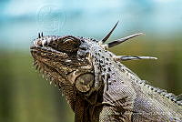 JCAD 013 Iguana iguana.jpg
