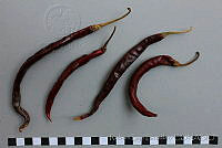 RBB0362 Capsicum annuum.jpg