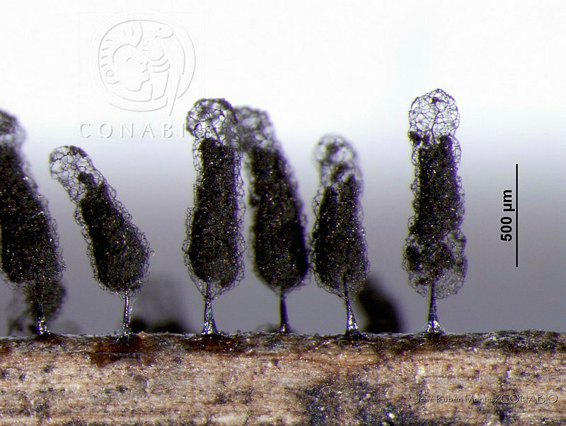 JRM0514%20Stemonitis%20mussooriensis.jpg.jCezloD0Mc3hE7thQA3g0JtbmFja29CbnFuZ3NAbXJ6LGtwZwA.4gEYLhpwgm