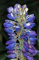 ALM070 Lupinus montanus.jpg