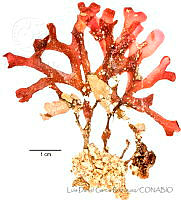 LDGR060 Irvinea hancockii.jpg