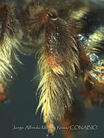 JAMR0867 Exomalopsis snowi.jpg
