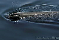 CNS0848 Physeter macrocephalus.jpg