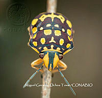 MN6F0002 Orsilochides scurrilis.jpg