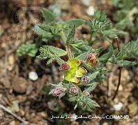 JJBC0309 Krameria secundiflora.JPG