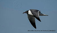AAKVDH 0270 Leucophaeus atricilla.JPG