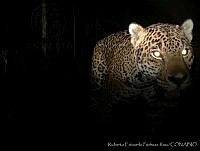 RPR0022 Panthera onca.jpg