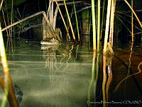 HBB0205 Crocodylus moreletii.jpg