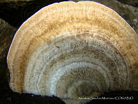 ASM001 Trametes hirsuta.jpg