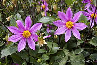 IMDOC0264 Dahlia pinnata.jpg