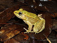 JLAL0053 Lithobates spectabilis.jpg