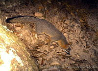 AIVH0042 Urocyon cinereoargenteus.jpg