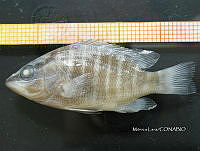 HE009 P 0381 Pargo Canchix.jpg