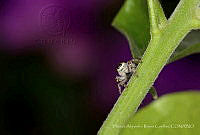 HARC01 Paraphidippus aurantius.jpg