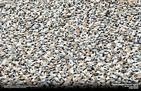 Charran_Enrique Fuentes.jpg