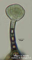 IE004-0013 Calongia gibelluloides.jpg