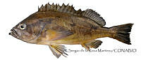 SRM0164 Sebastes hopkinsi.jpg