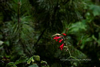 IDG1756 Salvia coccinea.jpg