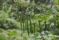 IMDOC4024 Cleoserrata speciosa.jpg