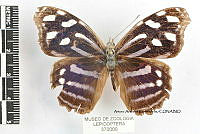 JF018 0166 Myscelia cyaniris alvaradia.jpg