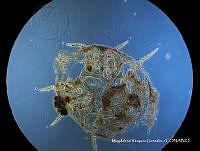 MVG 0665 Uropoda sp..JPG