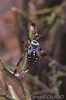 RCF0066 Hemiptera.jpg
