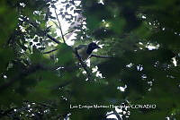 LEMH045 Cyanocorax yncas.JPG