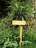 DSH0013 Eriobotrya japonica.jpg