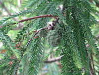 JRBBFM026-51 Taxodium mucronatum.jpg