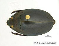 EFM0026 Dineutus mexicanus.JPG