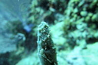 NE018 0475 Sphaerocoryne agassizi.jpg