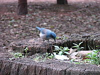 CGL0155 Aphelocoma ultramarina.jpg