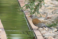 MGaves 467 Turdus rufopalliatus.jpg