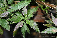 RBB0234 Dysphania ambrosioides.tif