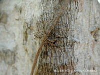 MEGA 0810 Dolichandra unguis-cati.JPG